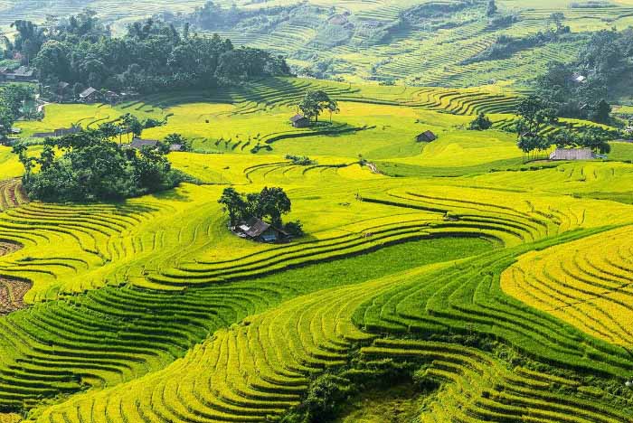 Hình ảnh quê hương