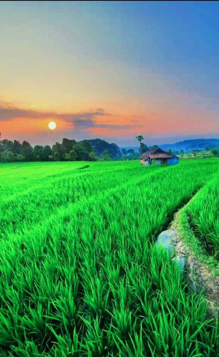 Hình ảnh quê hương