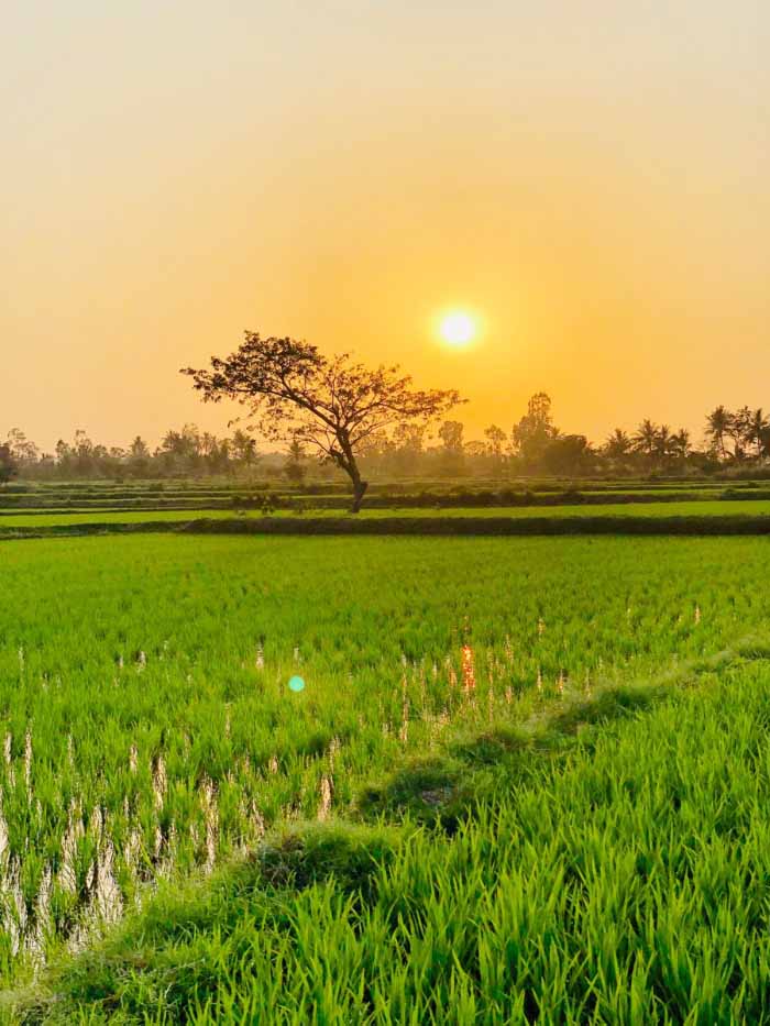 Hình ảnh quê hương