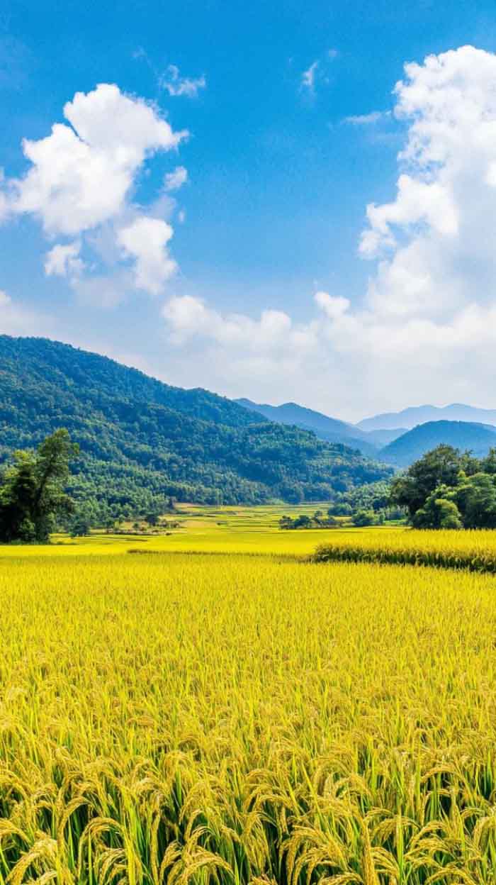 Hình ảnh quê hương