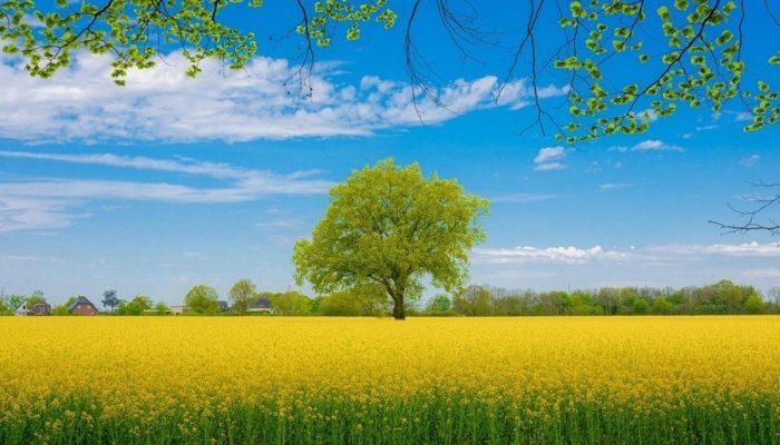 Vai trò của cây xanh trong đời sống con người