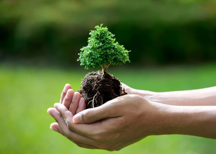 Hình ảnh cây xanh tạo cảm hứng sáng tạo