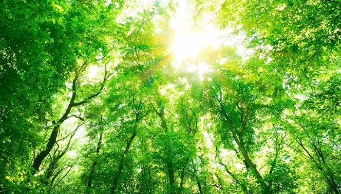 Ý nghĩa hình ảnh cây xanh đối với sức khỏe và tinh thần