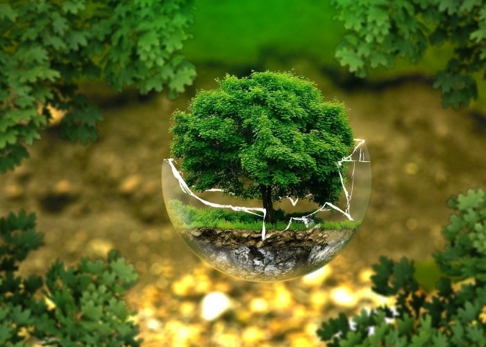 Hình ảnh cây xanh tạo cảm hứng sáng tạo