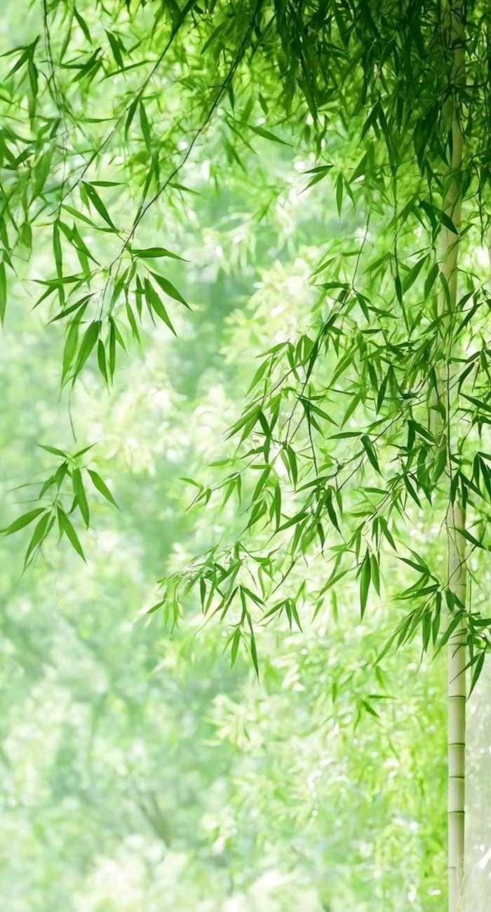 Hình ảnh cây xanh đẹp dùng làm hình nền