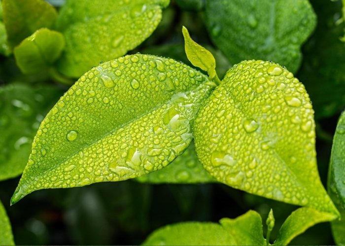 Hình ảnh cây xanh trong tự nhiên