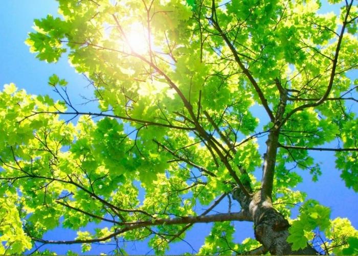 Hình ảnh cây xanh trong tự nhiên
