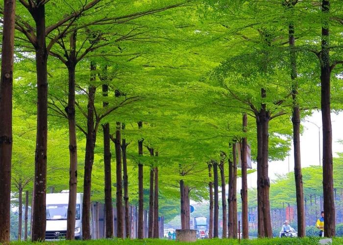 Ý nghĩa hình ảnh cây xanh đối với sức khỏe và tinh thần