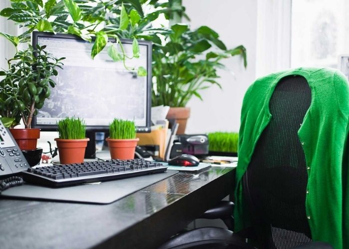 Hình ảnh cây xanh phong thủy trong nhà và nơi làm việc