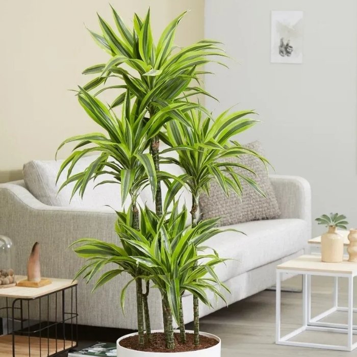 Hình ảnh cây xanh phong thủy trong nhà và nơi làm việc