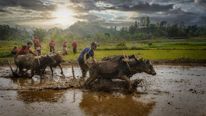 Hình ảnh quê hương với nông dân làm việc