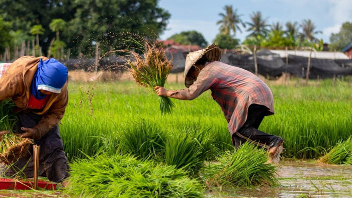 Hình ảnh quê hương với cảnh cánh đồng lúa
