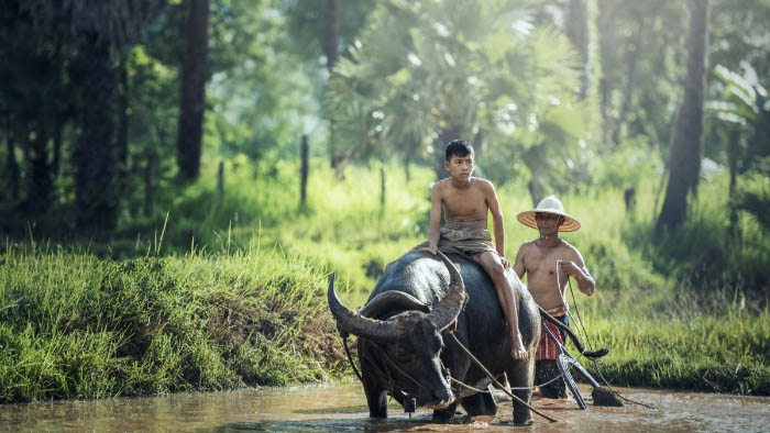 Hình ảnh quê hương với làng xóm yên tĩnh