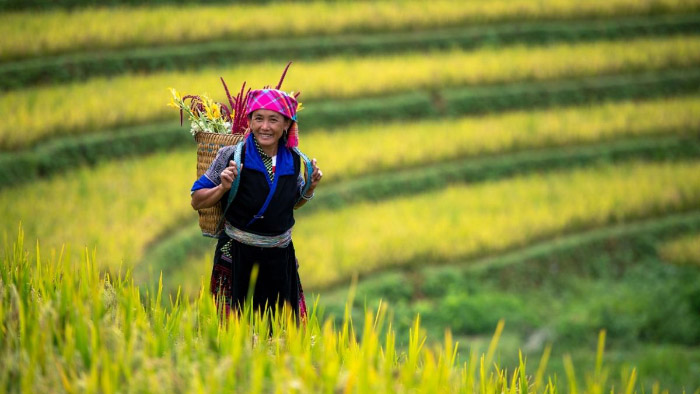 Hình ảnh quê hương