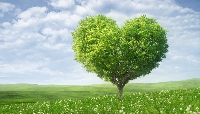 Hình ảnh cây xanh đẹp dùng làm hình nền